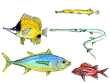 Fauna subacuática